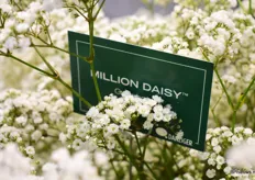 De Million Daisy van Danziger.
